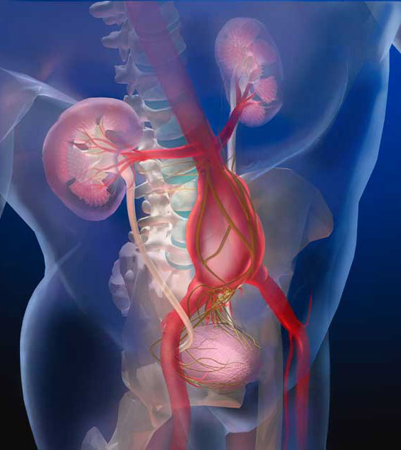 Looking through the body to the bladder, kidneys, and spine, with the nerves that control the bladder lin. Linda Nye Visualizng Nature