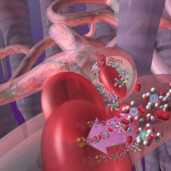 Product brochure explaining Penta Water's circulation and hydration of red blood cells. Linda Nye Visualizing Nature