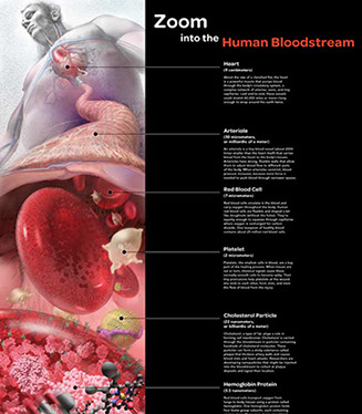 Zoom into the Bloodstream from the human body transitioning into the heart, arteries, to blood cells, to the hemoglobin inside, to the oxygen mo