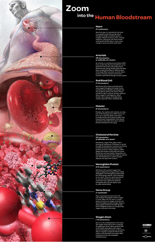 Exporatorium:&nbsp;&nbsp; Zoom into the Bloodstream Zoom into the Bloodstream&nbsp; Awarded First Place in the Illustration category of the 2008 National Scie