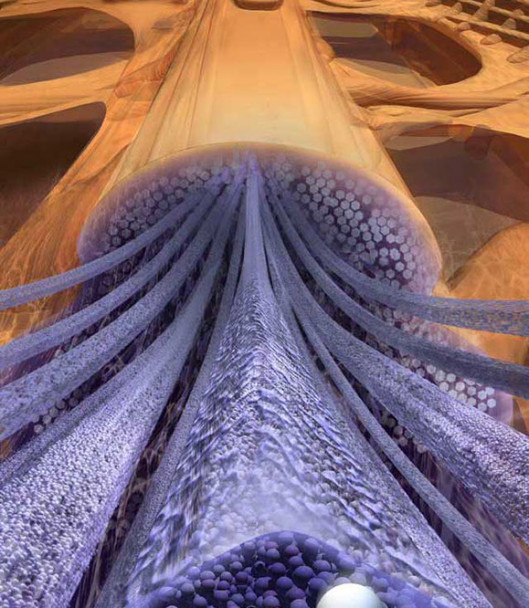 Close up view of the scales that make-up a butterfly's wing. Linda Nye Visualizing Nature