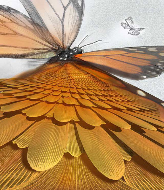 Close up view of the scales that make-up a butterfly's wing. Linda Nye Visualizing Nature