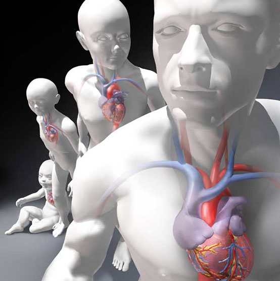 3D model cover illustration on how best to educate congenital heart patients about their condition and care. Linda Nye Visualizing Nature 