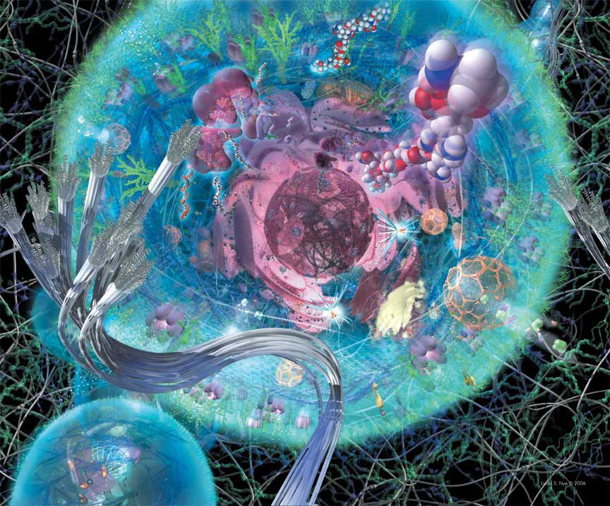 The cell is shown at the beginning of mitosis. The newly divided centrosomes start to move apart while the nuclear membrane breaks down and the 