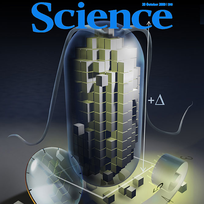 Two major paradigms exist to explain cell-size control: a sizer model, in which the cell actively monitors its size and divides once it reaches 