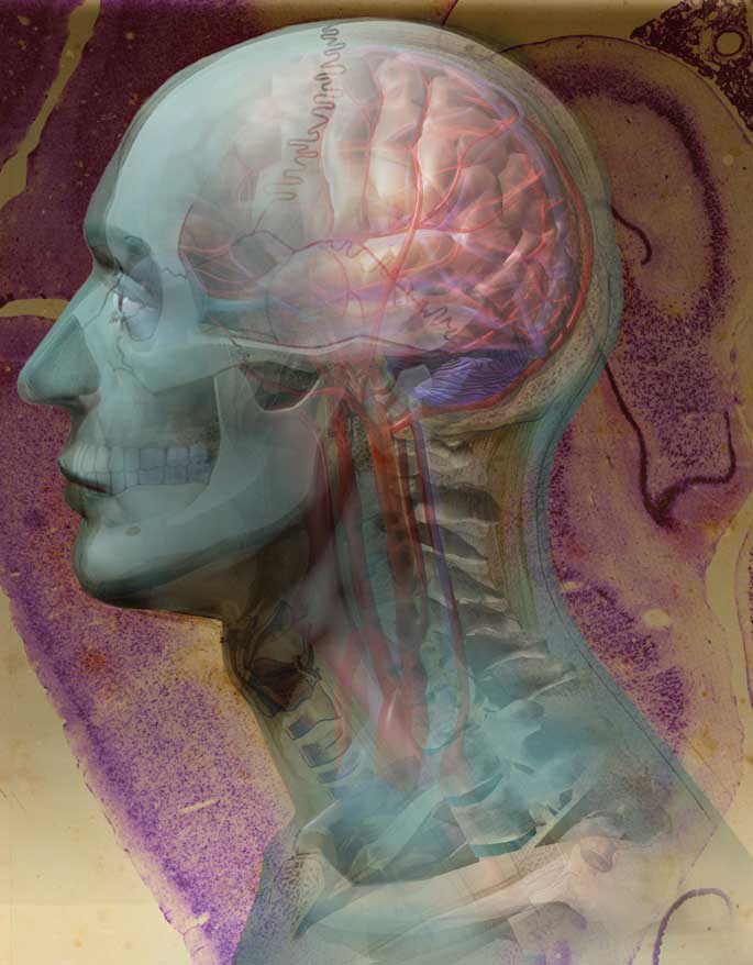 A view of the head through layers of bone, arteries, veins and to the brain itself.