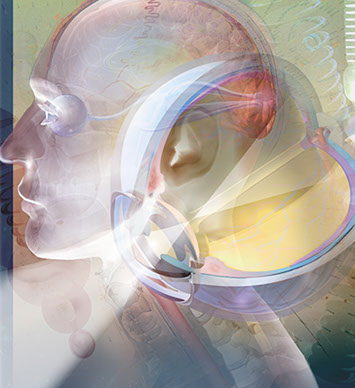 The eye and the visual center of the brain Linda Nye Visualizing Nature