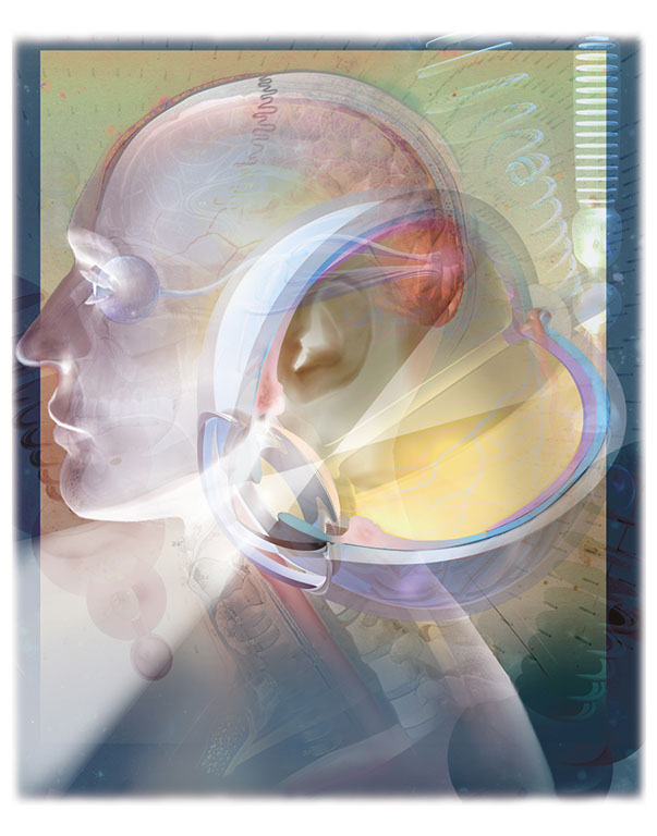 The eye and the visual center of the brain Linda Nye Visualizing Nature