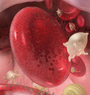As part of the Exploratorium Nanoscale Science Project series,&nbsp; this illustration shows the human body from the heart, arteries, to blood cell