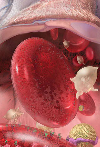 An arteriole is a tiny blood vessel red blood cells, platelets and cholesterol particles circulate. 