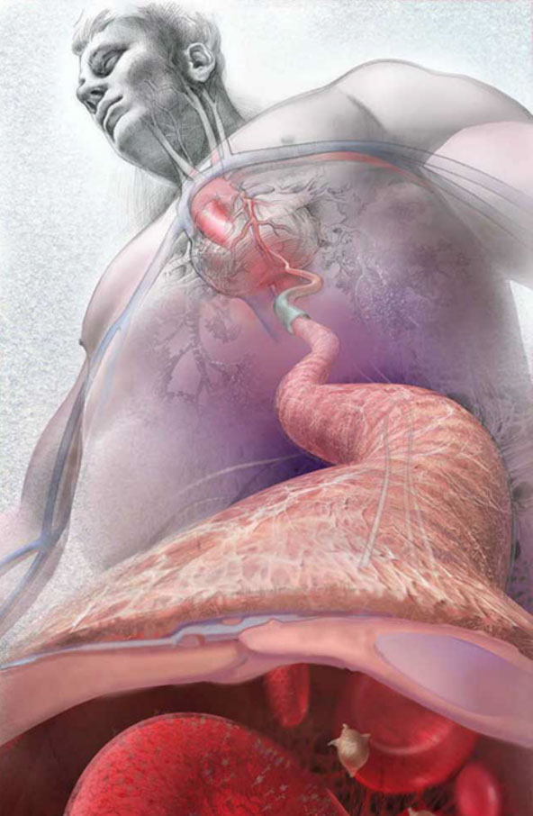 Awarded First Place in the Illustration category of the 2008 National Science Foundation (NSF) and Science’s International Science and Engineeri