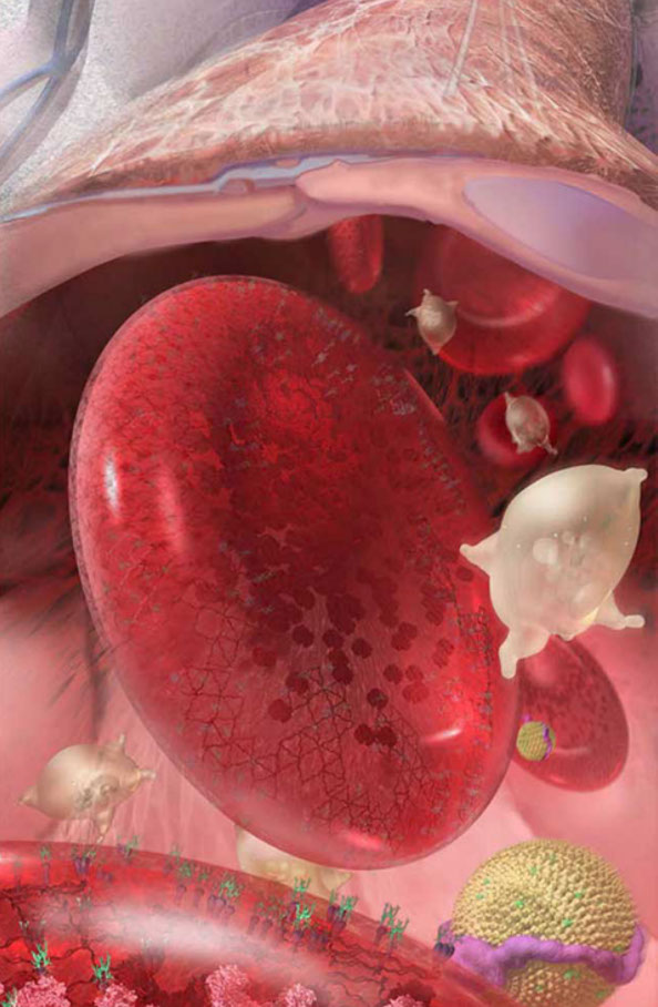 An arteriole is a tiny blood vessel red blood cells, platelets and cholesterol particles circulate. 