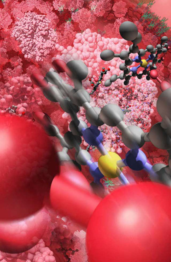 Exporatorium:&nbsp;&nbsp; Zoom into the Bloodstream The interior of a blood cell is filled with hemoglobin proteins. One hemoglobin protein holds four he