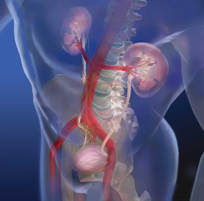 Urinary system with interior structure of kidneys with renal pyramids and nephrons, and spine with nerves