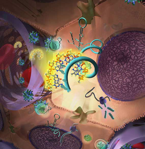 Research explaining the targeting of microRNA for Science Magazine. Linda Nye Visualizing Nature