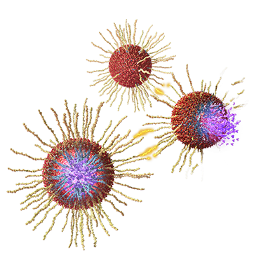 Peptides are incorporate into a silica-based nanoparticle package holding a small amount of an anti-cancer drug. Linda Nye Visualizing Nature