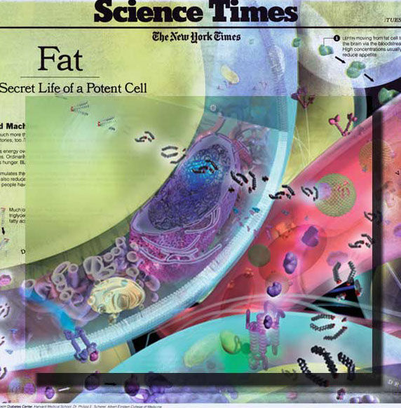 Fat cells for an feature article in The New York Times on the potent metabolic, hormonal and chemical effects on the body. Linda Nye 