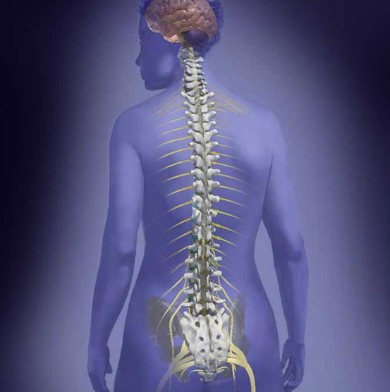Woman in back view showing brain and spine with nerves. spine; nerves; brain; pain; oxycontin. Linda Nye Patterns of Nature