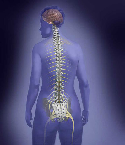 Woman in back view showing brain and spine with nerves. spine; nerves; brain; pain; oxycontin. Linda Nye Patterns of Nature