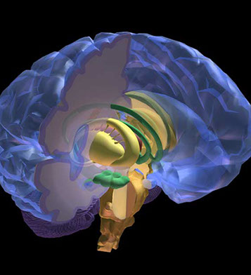 3D computer model of brain structures. Linda nye Visualizing Nature