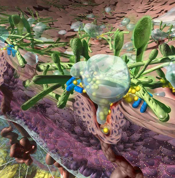 This panel focuses on the fungi that cause Athletes foot that grows in the moister of the sweat glands.