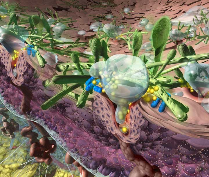 Panel focusing on the fungi that cause Athlete's foot that grows in the moisture of the sweat glands; part "Them" exhibit for Discovery Center.