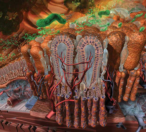 This panel focuses on the bacteria H. Pylori moving into the mucous layer on the epithelial cell lining damaging those c