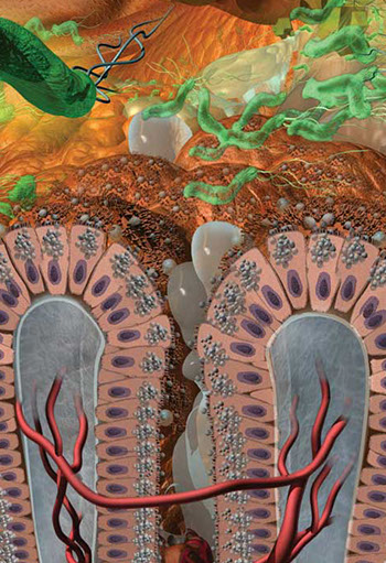 Detail of the cells and activity of the stomach including bacteria H. Pylori ...