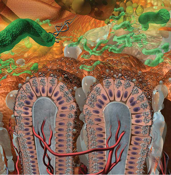 Detail of the cells and activity of the stomach including bacteria H. Pylori ...